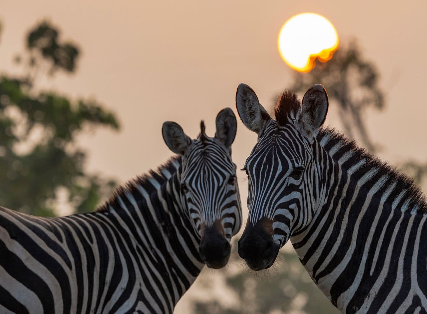 Zebra Love