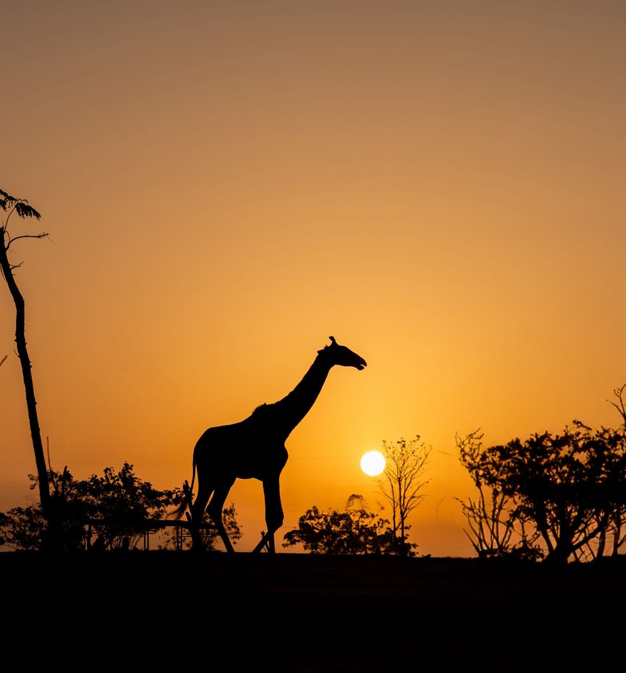 Giraffe and Sunset!