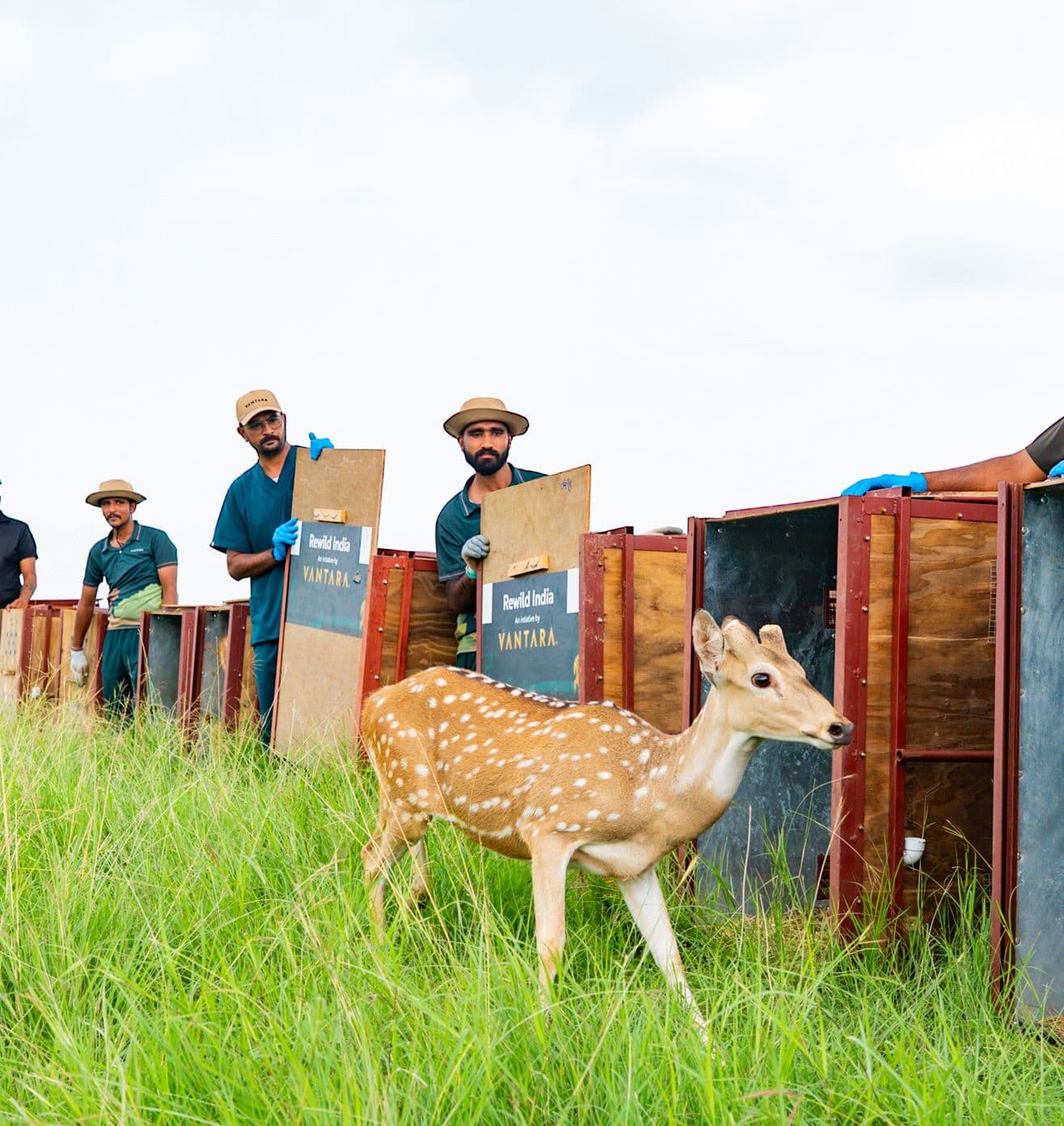Deer rehabilitated and reintroduced in the Wild.