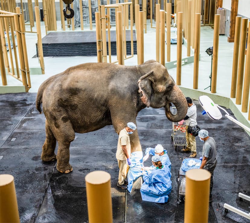 World's Largest Elephant Hospital at Vantara