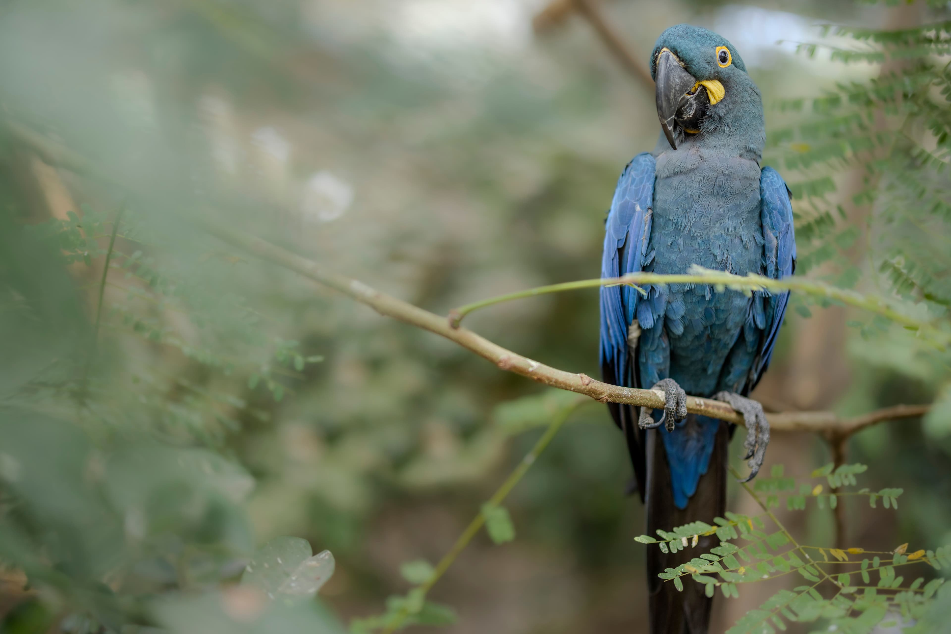 First photographic records of aberrant white feathers in the threatened Lear’s macaw Anodorhynchus leari, with further notes on its breeding behavior