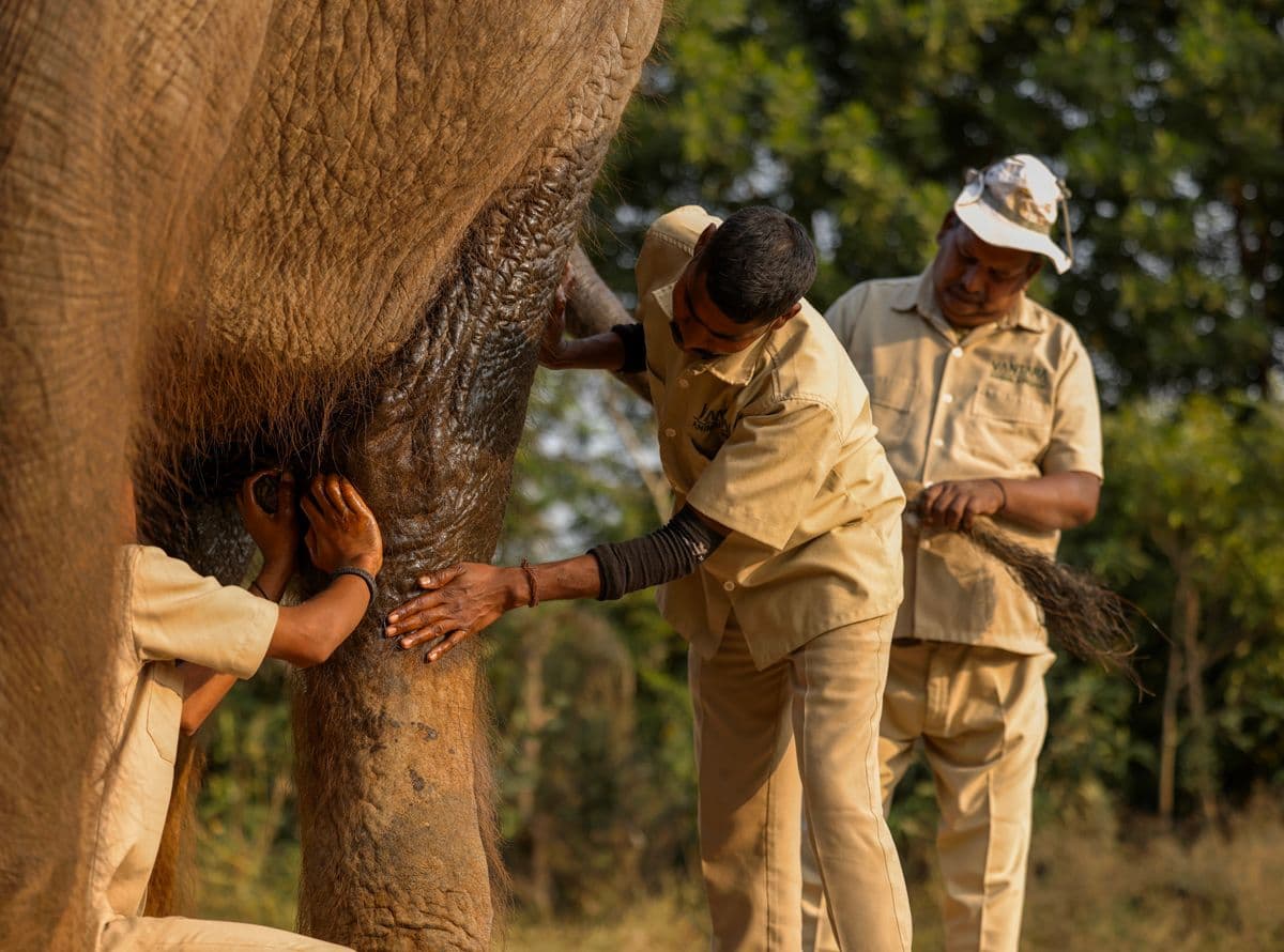 Elephant getting Oil Massage.