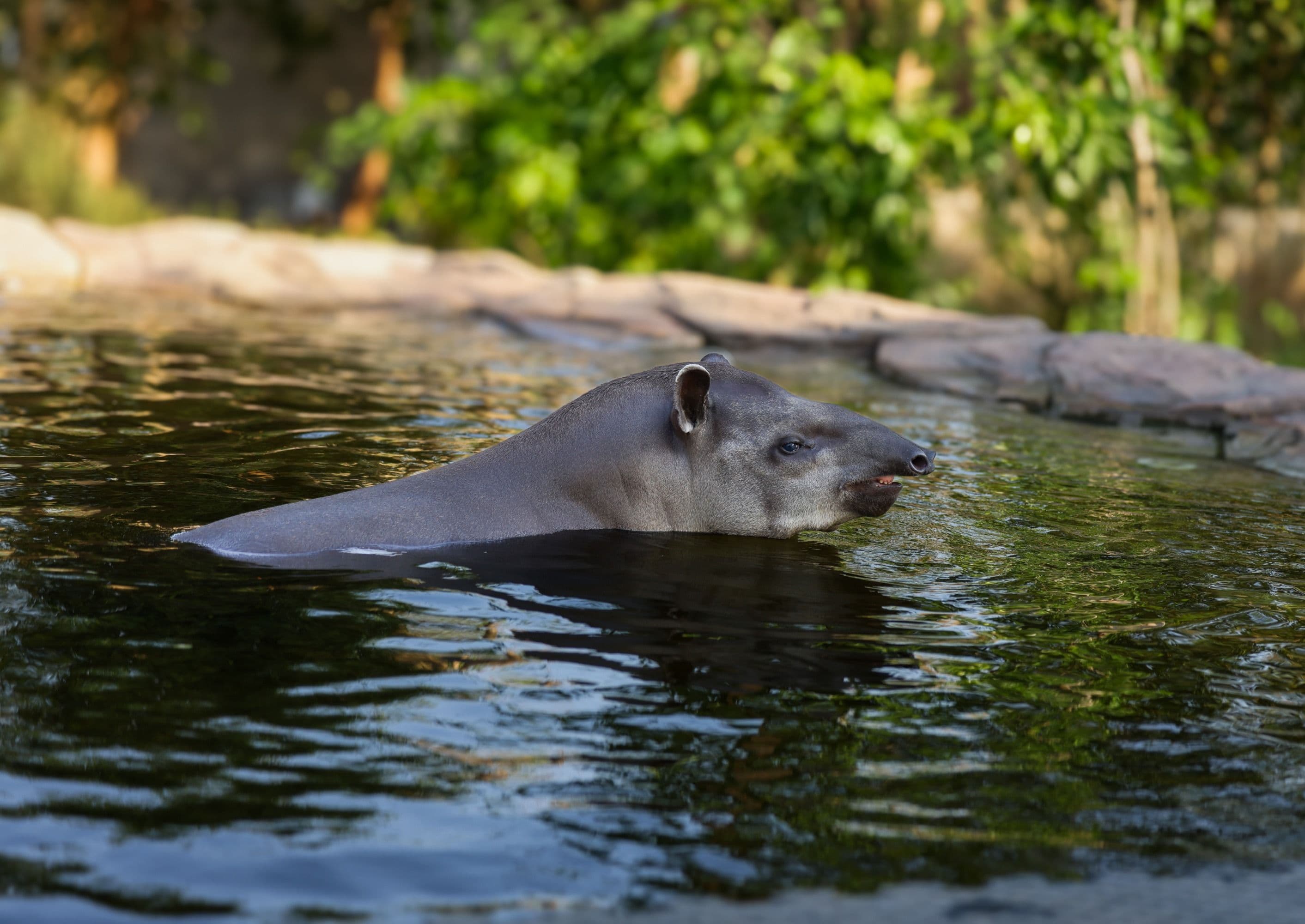 Rosie Tapir - Tales of Rescue