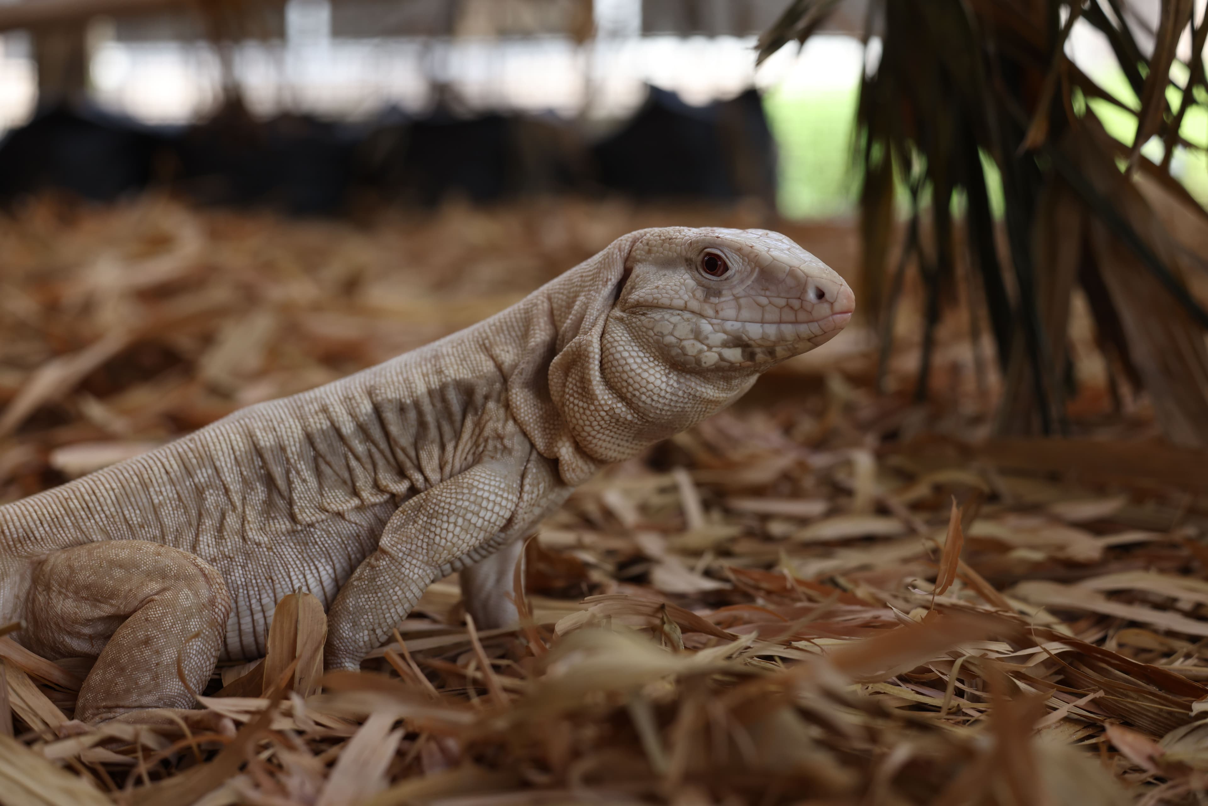 Tegu - Tales of Rescue