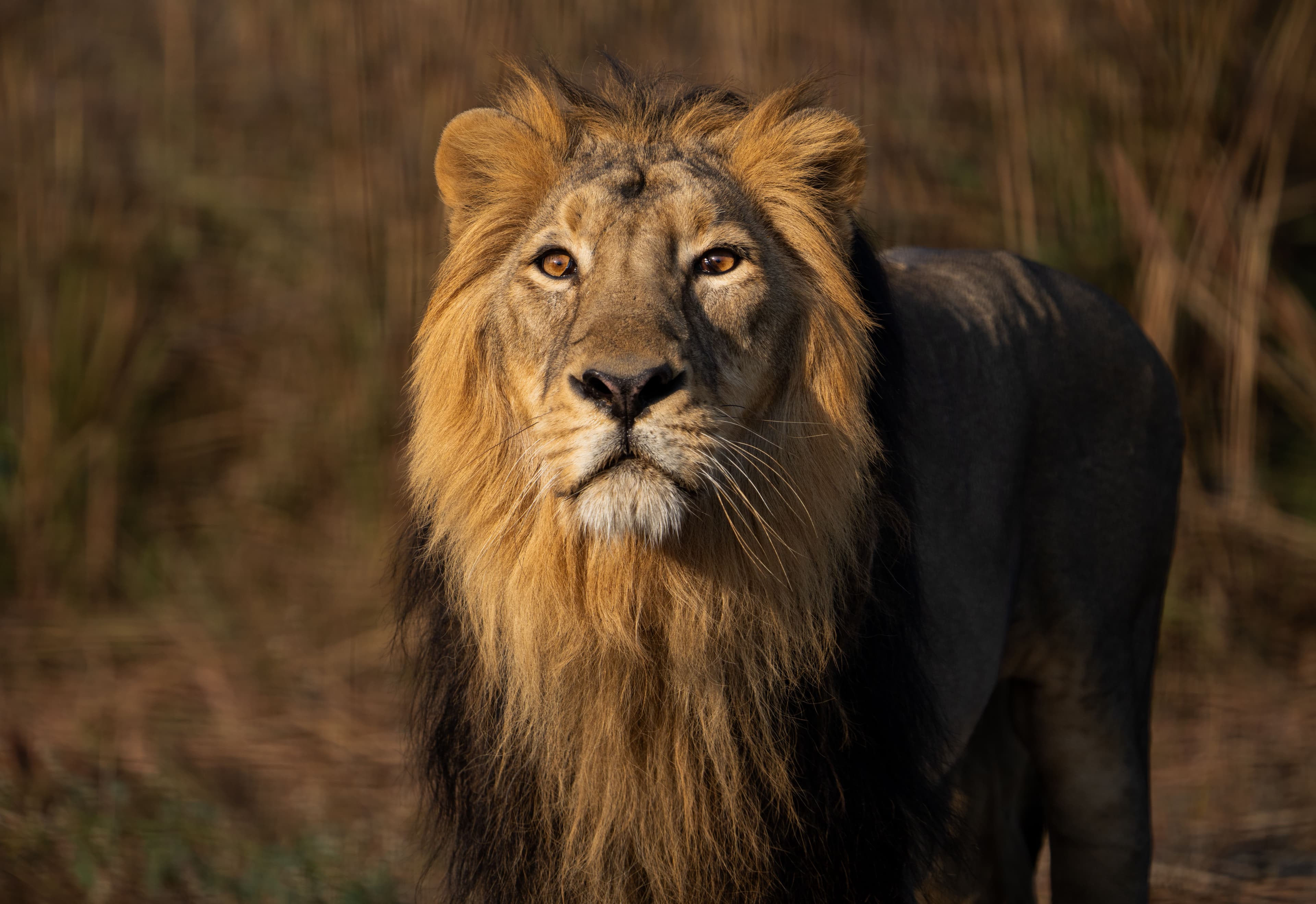 Watchful Asiatic Lion