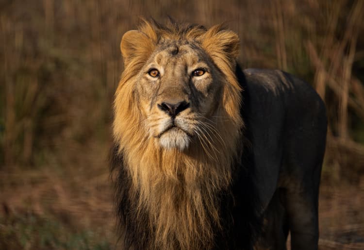Watchful Asiatic Lion