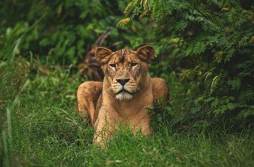 animal