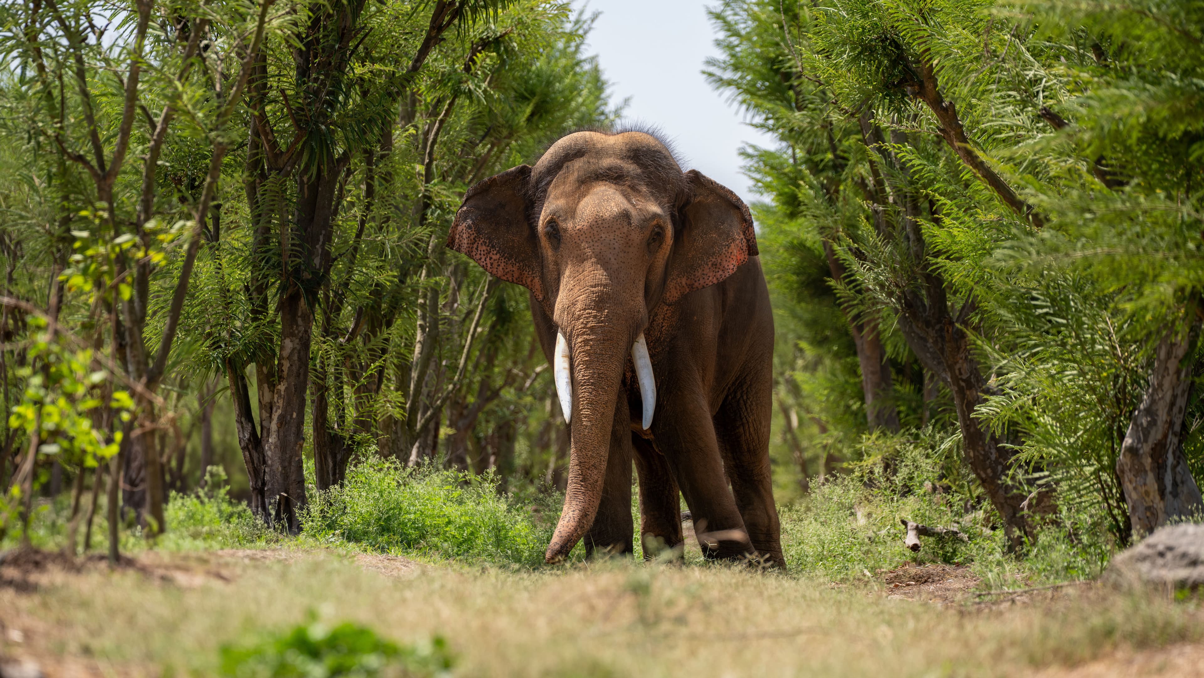 Bahadur Elephant - Tales of Rescue