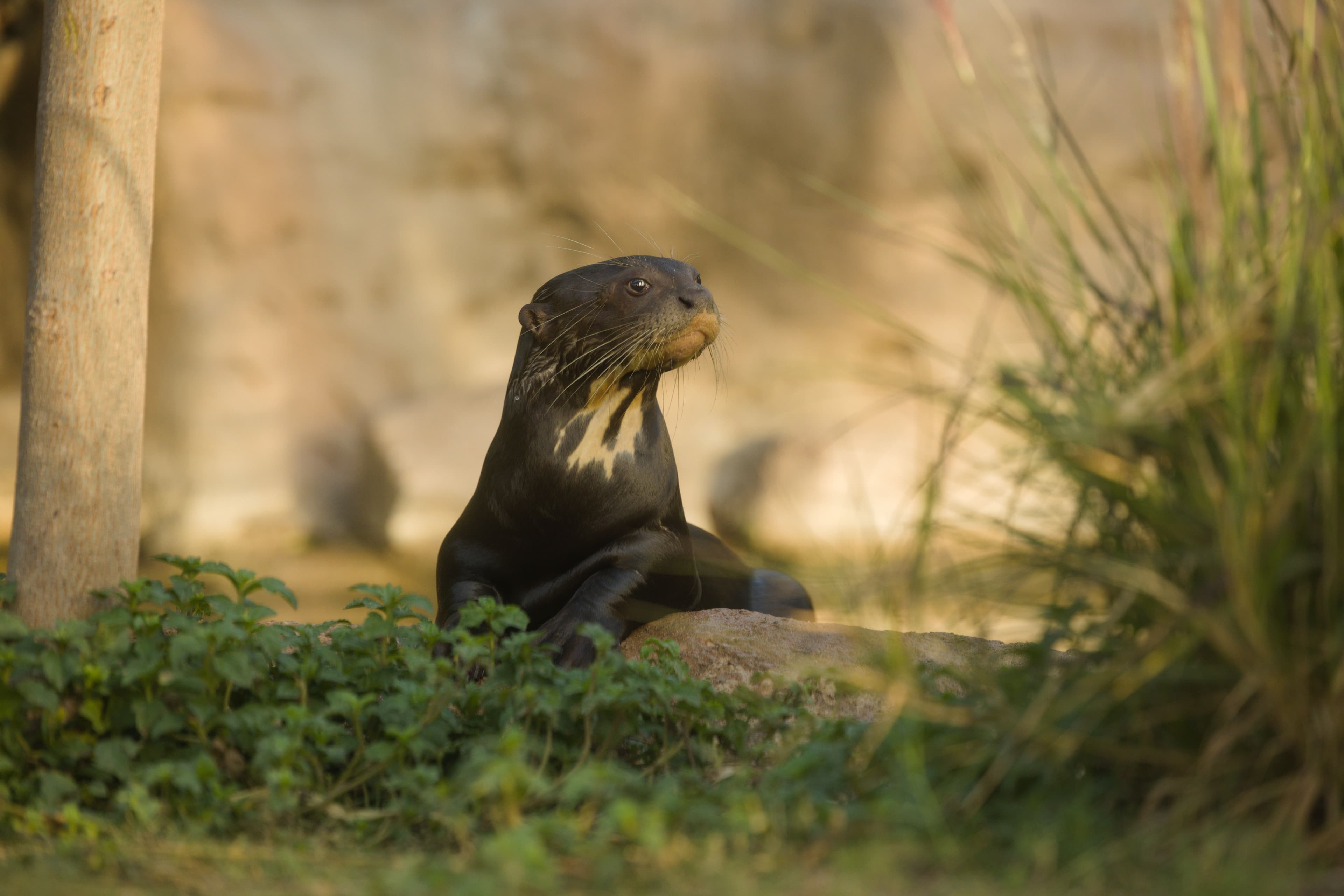 Chintu the Otter - Tales of Rescue