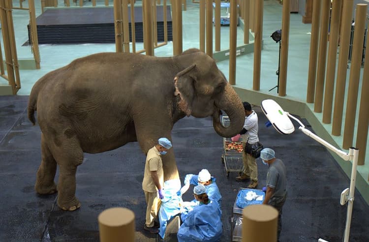 Endoscopic visual anatomy of urogenital tract in Female Asian elephants.